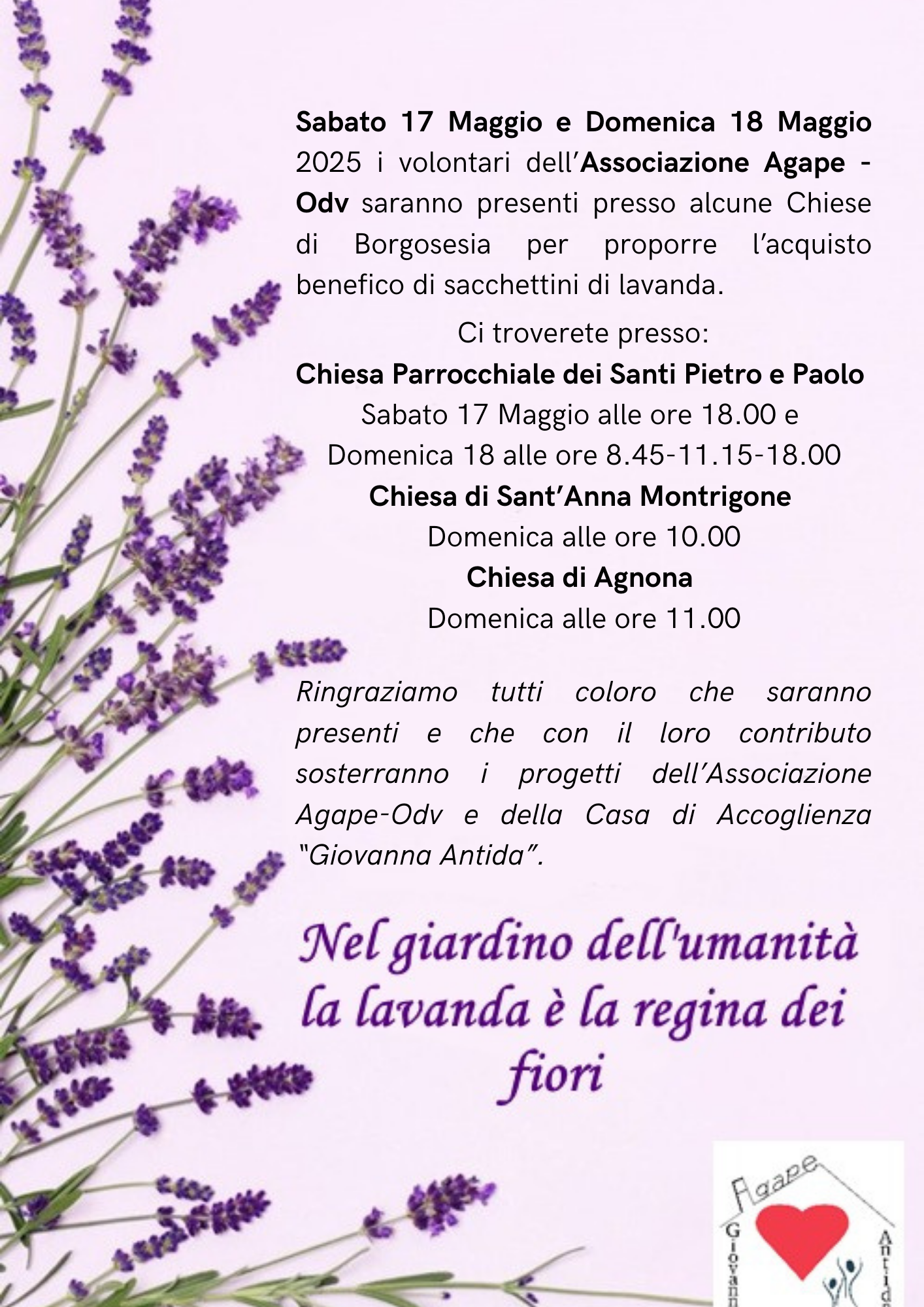 Sabato 17 e Domenica 18 maggio 2025 si potranno acquistare i sacchettini di lavanda